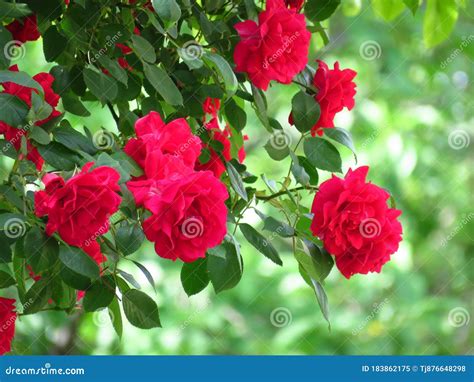 Beautiful Garden Roses