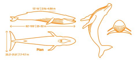 Blue Whale Size Comparison Chart