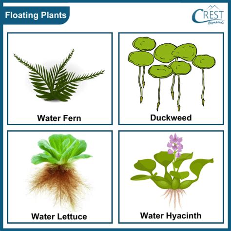 Water Plant Adaptations