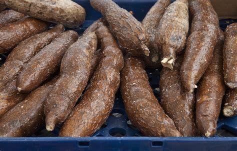 Yucca Root in a Blue Bin at Haymarket Square | ClipPix ETC: Educational Photos for Students and ...