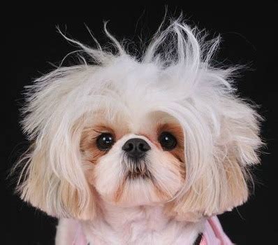 Shih Tzu Haircuts - Miracle Shih Tzu