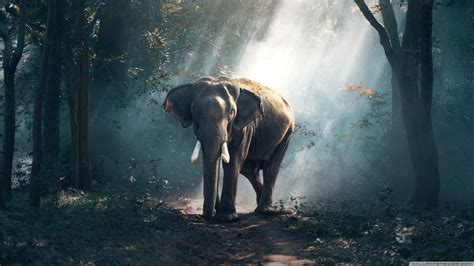 Download Elephant Wildlife Wallpaper - Elephant Wallpaper 4k - Teahub.io