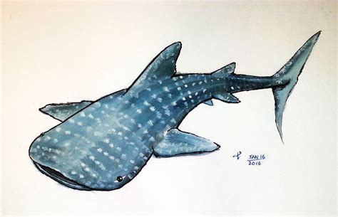 Whale Shark Pictures To Color