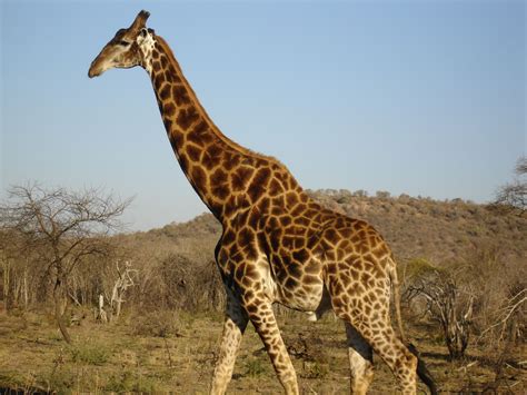 south african giraffe - Google Search | Non Bovids | Pinterest | African giraffe