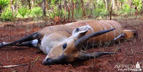 Harnessed bushbuck | AfricaHunting.com