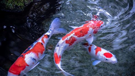 Live Koi Fish Wallpapers - Top Free Live Koi Fish Backgrounds - WallpaperAccess