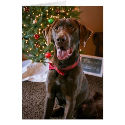 Chocolate Lab Christmas Card | Zazzle