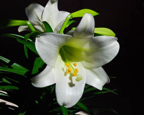 How to Grow Easter Lilies | How To Grow Stuff