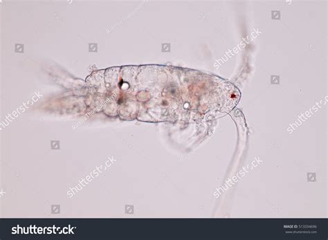 Copepod Zooplankton Freshwater Marine Under Microscope Stock Photo ...