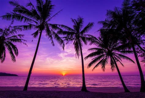 Summer Holiday Blue and Purple Sky with Palm Tree Sandbeach and Sunset ...