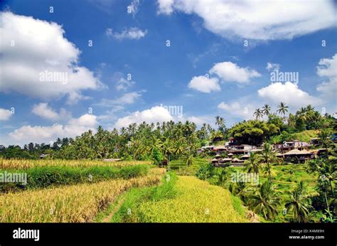 Rice terraces of Ubud, Bali, Indonesia Stock Photo - Alamy