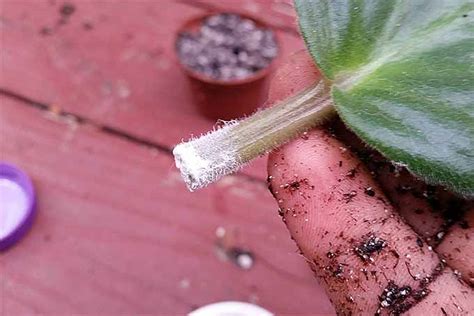 How to Propagate African Violets from Leaf Cuttings | Gardener’s Path