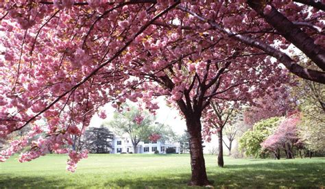 Mahoney's Garden Center | Spring Flowering Trees