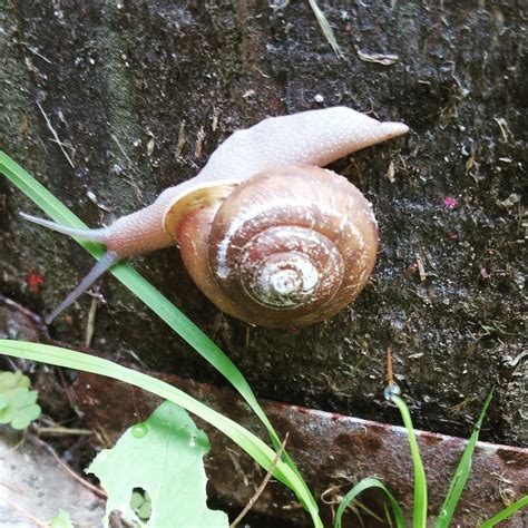 Snail in the garden : gardening