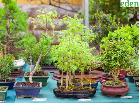 How to Cultivate and Care For Miniature Trees in Your Garden