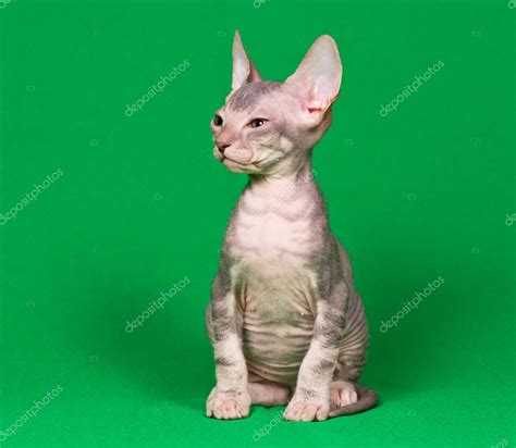 Don sphynx kitten Stock Photo by ©vlad_star 12189299