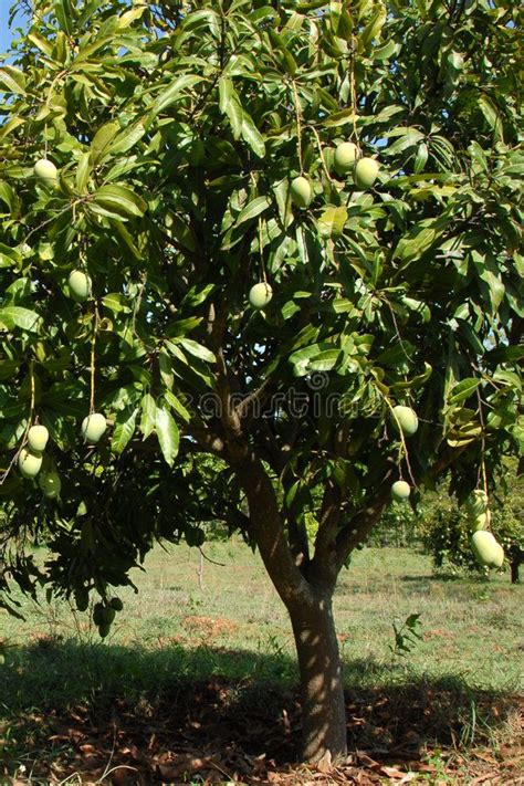 Mango Tree with Hanging Fruit