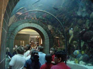 Discover Dallas World Aquarium, One of the Most Popular Things To Do in Dallas