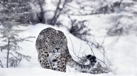 Hunting snow leopard wallpaper - backiee