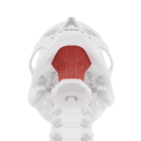 Mylohyoid Muscle Anatomy for Medical Concept 3D Illustration Stock Illustration - Illustration ...