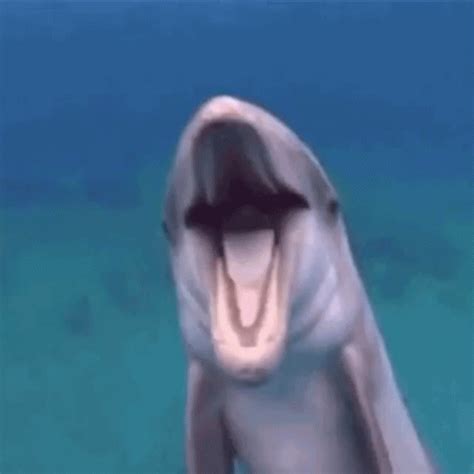 Dolphin Funny Animals GIF - Dolphin Funny Animals - Discover & Share GIFs