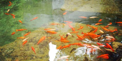 Which Goldfish Are Suitable for Garden Ponds? | How to take care of goldfish