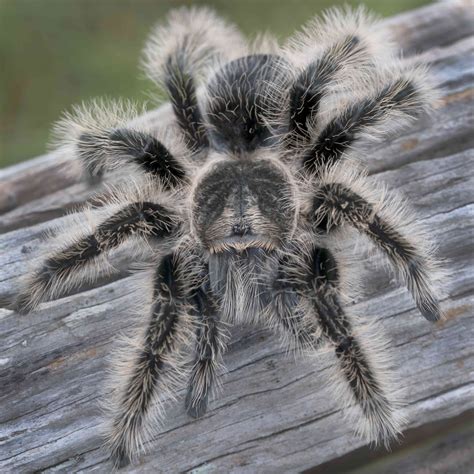 Curly Hair Tarantula - Pet City Houston