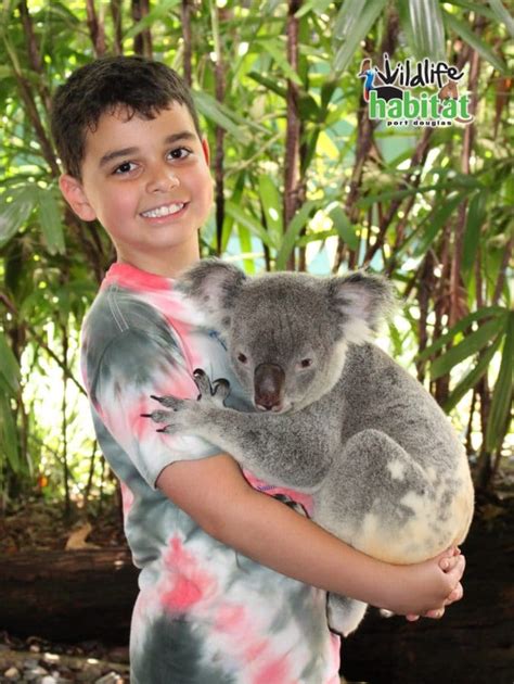 Koala Facts and Koala Photo - Wildlife Habitat