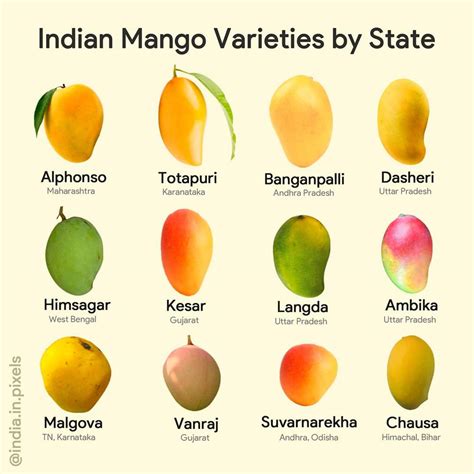 Indian mango varieties by states. : r/Infographics