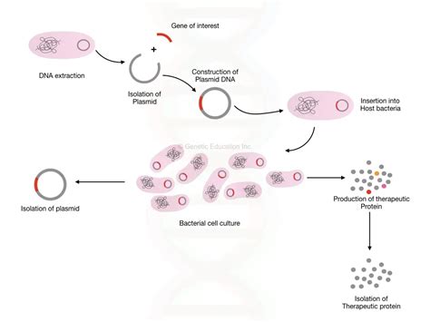 Gene cloning: Definitions, Steps, Procedure, Applications and ...