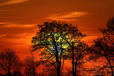 Tree Silhouette At Sunset Free Stock Photo - Public Domain Pictures