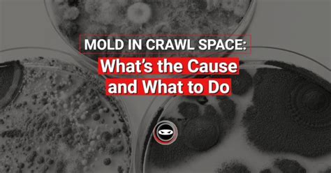 Mold in Crawl Space: What's the Cause and What to Do