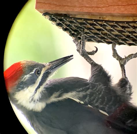 Pileated Woodpecker in Suburban Michigan | BirdForum