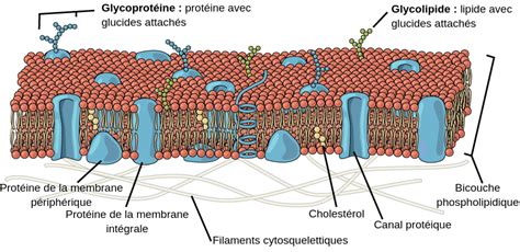 La membrane cellulaire - Labster Theory