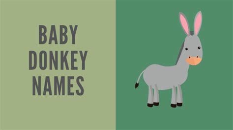 265+ Donkey Names - Male,Female & Funny Ideas - Equine Desire