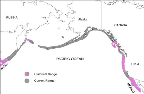 Sea Otter Range Map