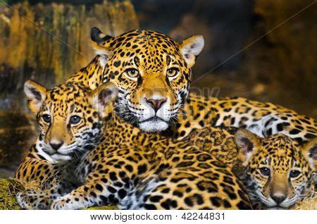 Jaguar Cubs Image & Photo (Free Trial) | Bigstock