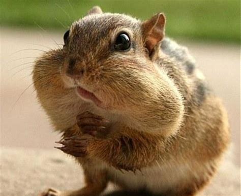 Funny chipmunk pictures - Gallery | eBaum's World