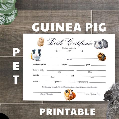 Guinea Pig Document - Etsy