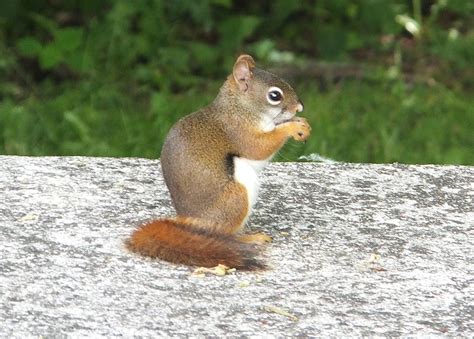 Red Squirrel - Tamiasciurus hudsonicus - NatureWorks