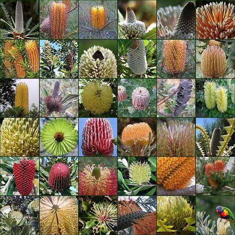 Banksias | Bloemen, Palm