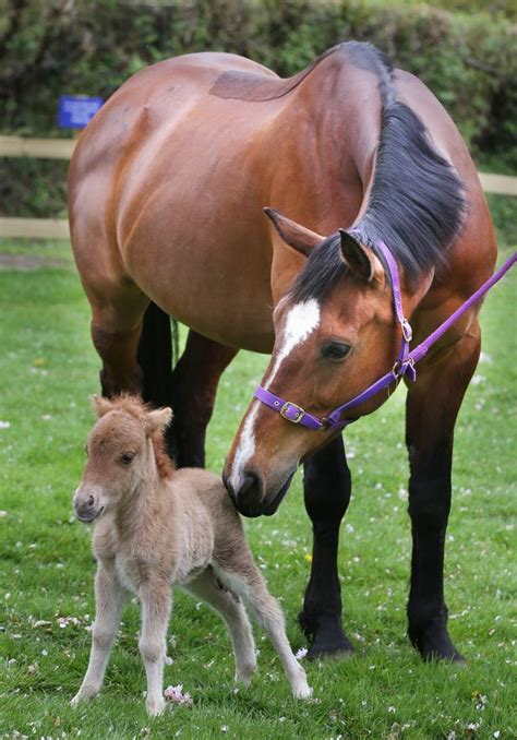 Miniature Pony Centre seeks 'loving forever homes' for its animals ...