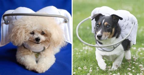 This Angelic Halo Protects Blind Dogs From Bumping Into Things | Bored Panda