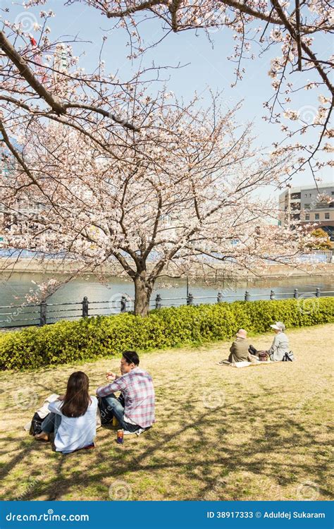 Sakura in Yokohama, Japan editorial stock photo. Image of japanese - 38917333