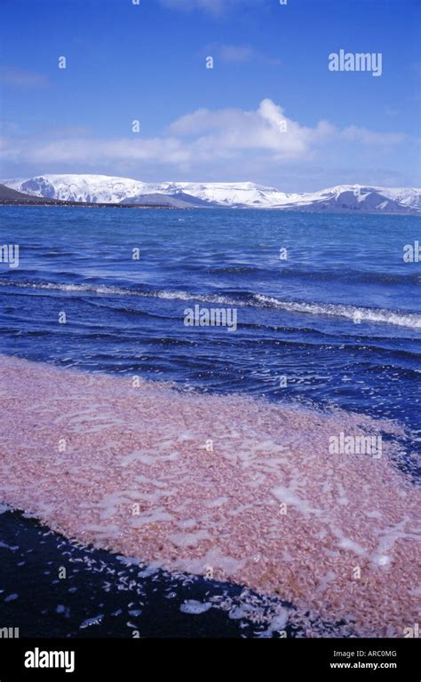 Antarctic krill swarm hi-res stock photography and images - Alamy