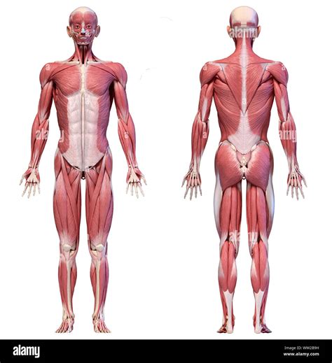 Human Body Diagram Front And Back