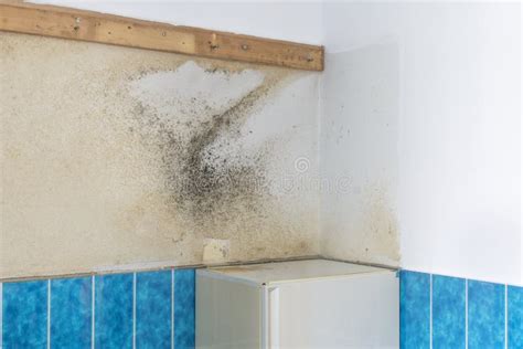 Moldy Mildew on a Bathroom Wall Stock Photo - Image of decay, damage: 65916108