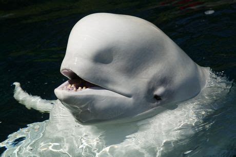 Beluga Whale Vancouver Aquarium Editorial Stock Photo - Stock Image | Shutterstock