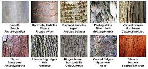 michigan poplar tree identification - Dorothea Goebel