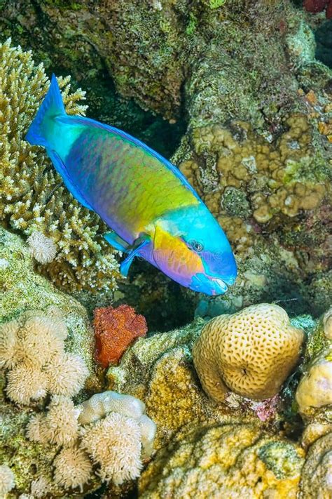 Parrotfish, Red Sea, Egypt stock image. Image of beauty - 201060893